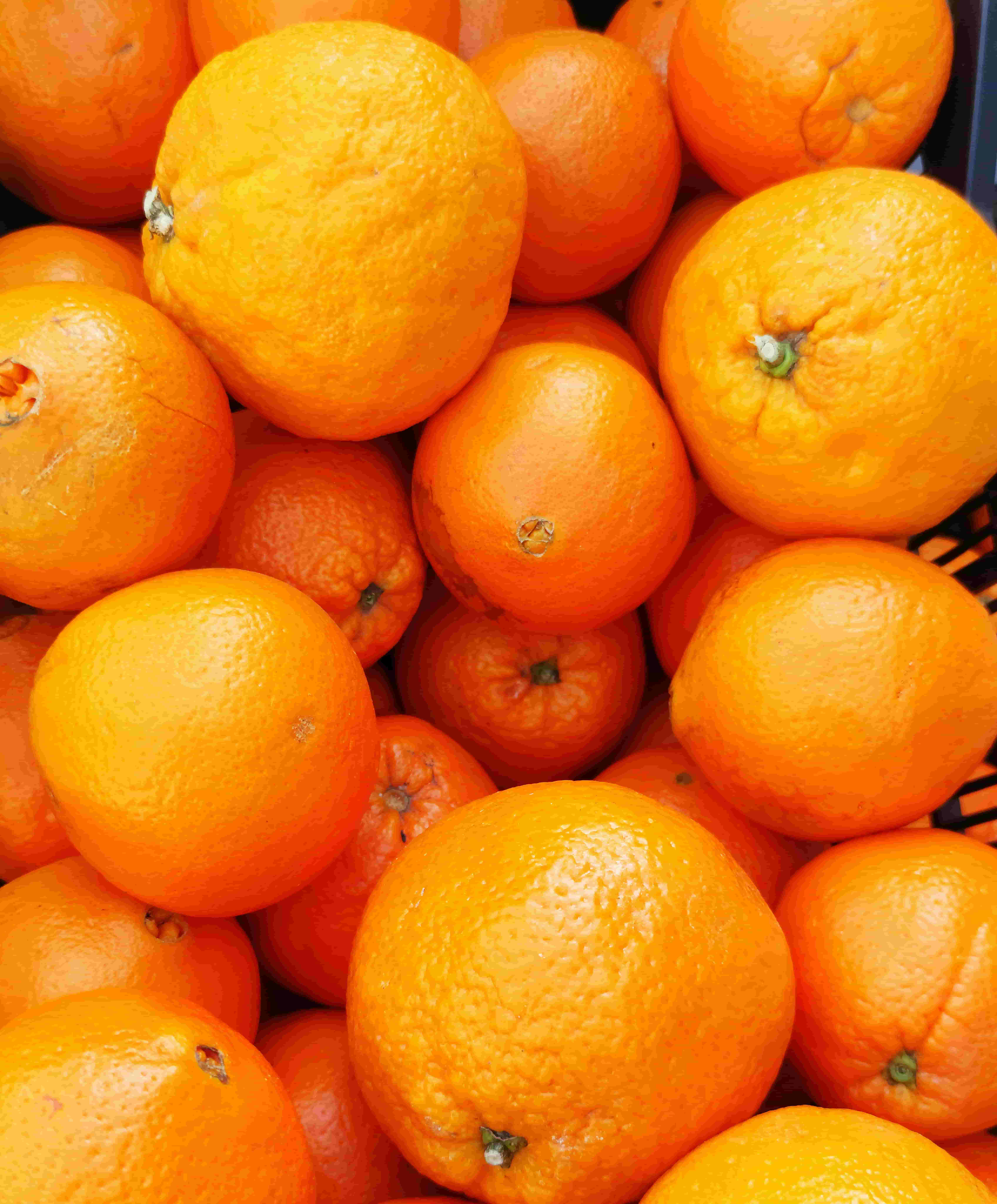 Orange Export India